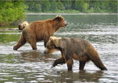 Bären am Kuril See